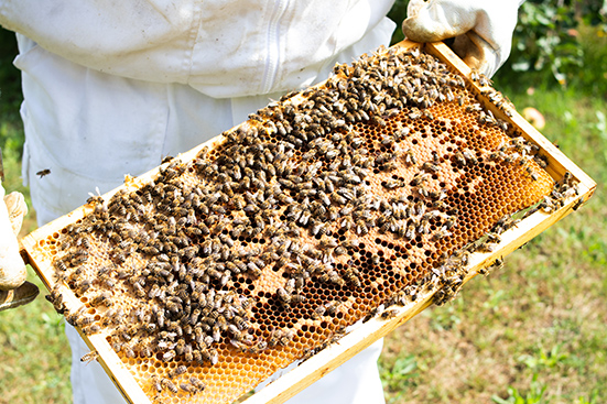 Bienen auf Rähmchen mit Waben